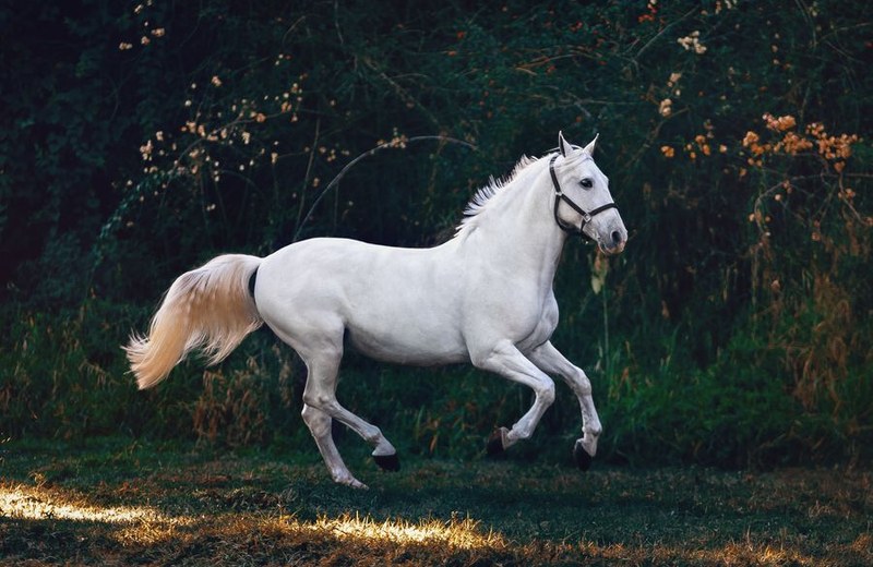 The White Horse of Camargue