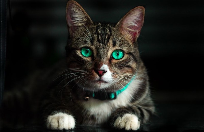 Do you give you tongue to the cat ?